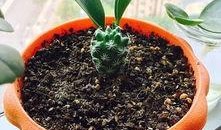 最新 植物爆料,这些植物竟有如此神奇功效！